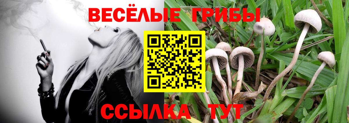 Псилоцибиновые грибы GOLDEN TEACHER Железногорск